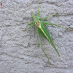 heuschrecke-an-der-wand