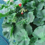 heuschrecke-auf-geranie-08-11