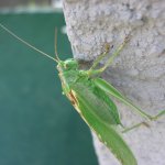 heuschrecke-gros-08-11