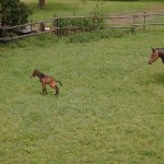 4MP859 Digital Camera