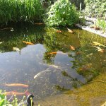 wenig Wasser im Mai 2010