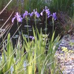 Blaue Iris